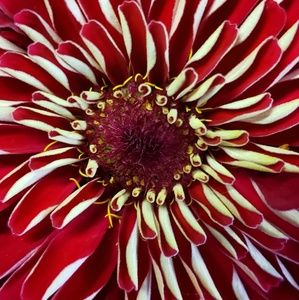 Meet your Posher, Jeanne